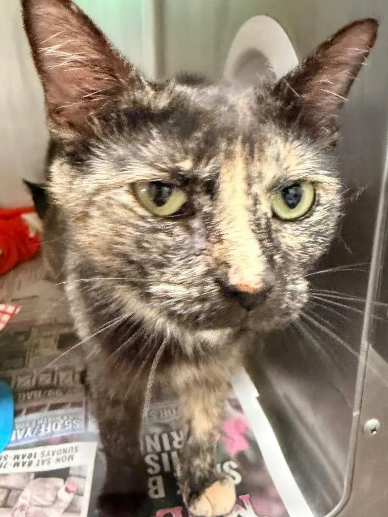 An adult medium-sized female Domestic Short Hair cat named Brooks for adoption in Cincinnati, OH