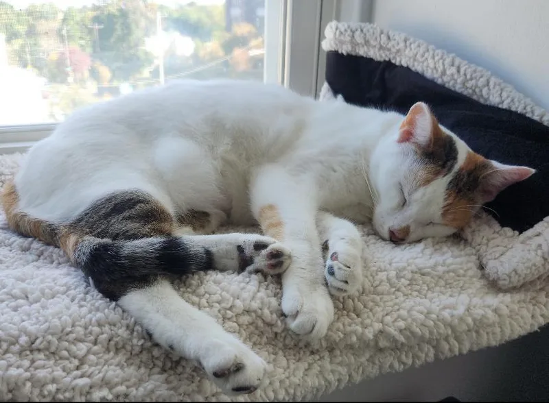 Snowy Jane thumbnail 2