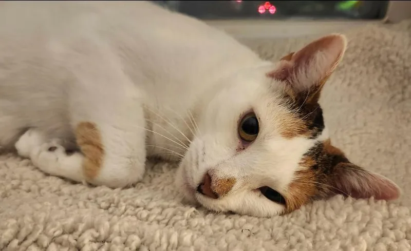 Snowy Jane thumbnail 3