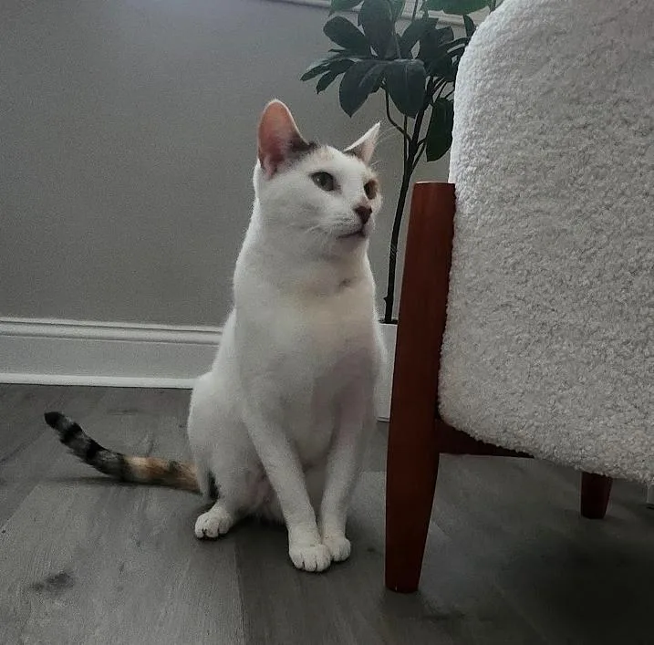 Snowy Jane thumbnail 4