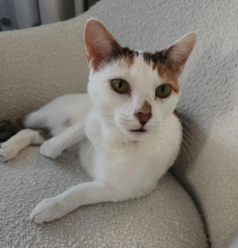 Snowy Jane thumbnail 5