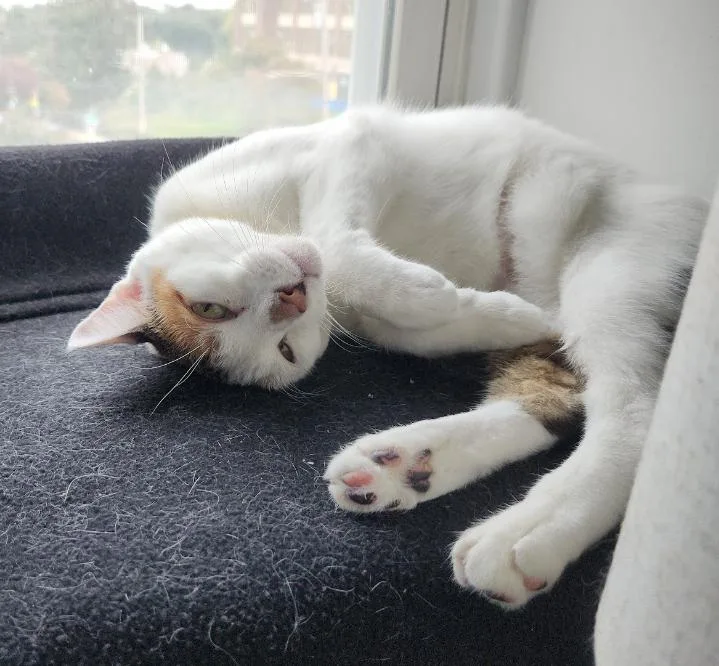 Snowy Jane thumbnail 6