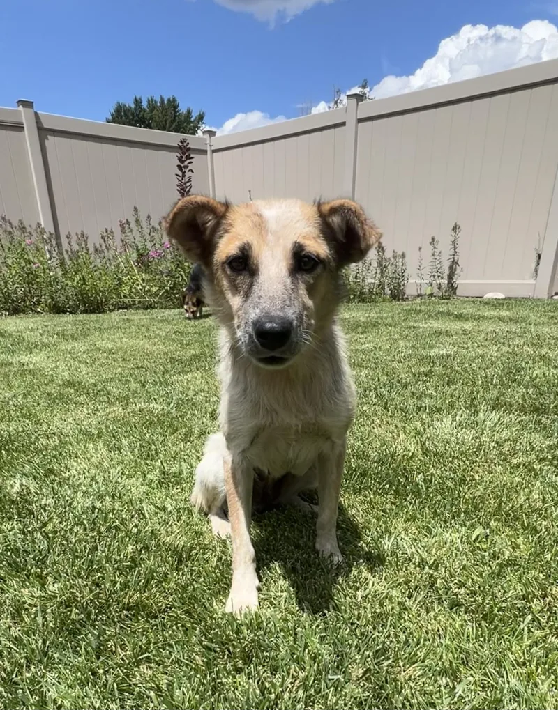 An adult small-sized female White / Cream Australian Shepherd dog named Cloud for adoption in Flagstaff, AZ