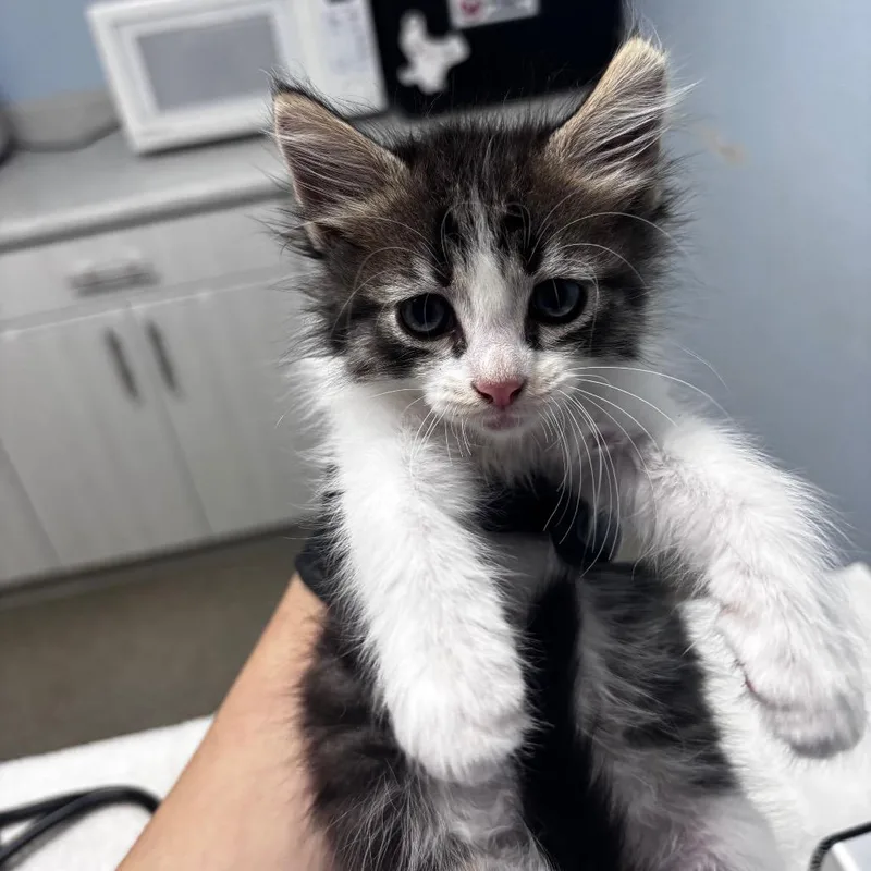 A baby small-sized male Black Domestic Long Hair cat named Big Mac for adoption in Riverside, CA