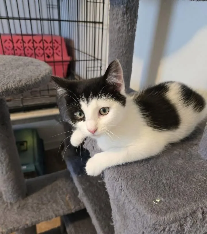 A baby medium-sized male Black & White / Tuxedo Domestic Short Hair cat named Scott for adoption in Penndel, PA