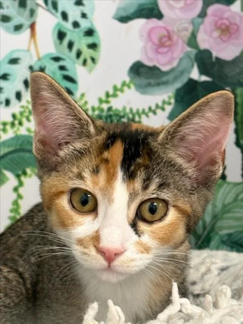 A baby small-sized female Domestic Short Hair cat named Lucy for adoption in Tracy, CA