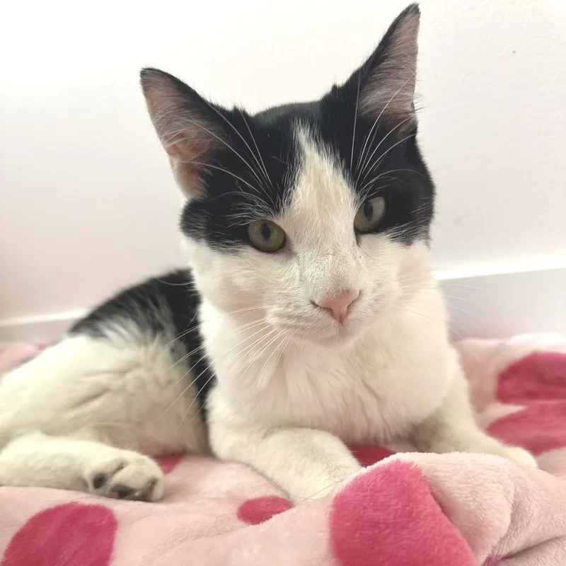 A young medium-sized male Black Domestic Short Hair cat named Harley for adoption in Forest Park, IL
