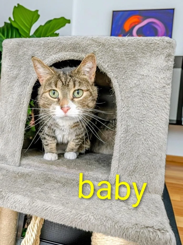 An adult medium-sized female Domestic Short Hair cat named Baby for adoption in Jim Thorpe, PA