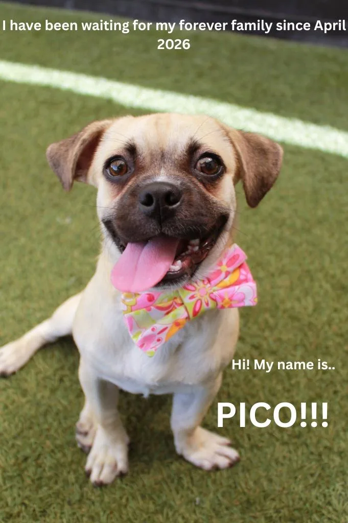 Pico thumbnail 5