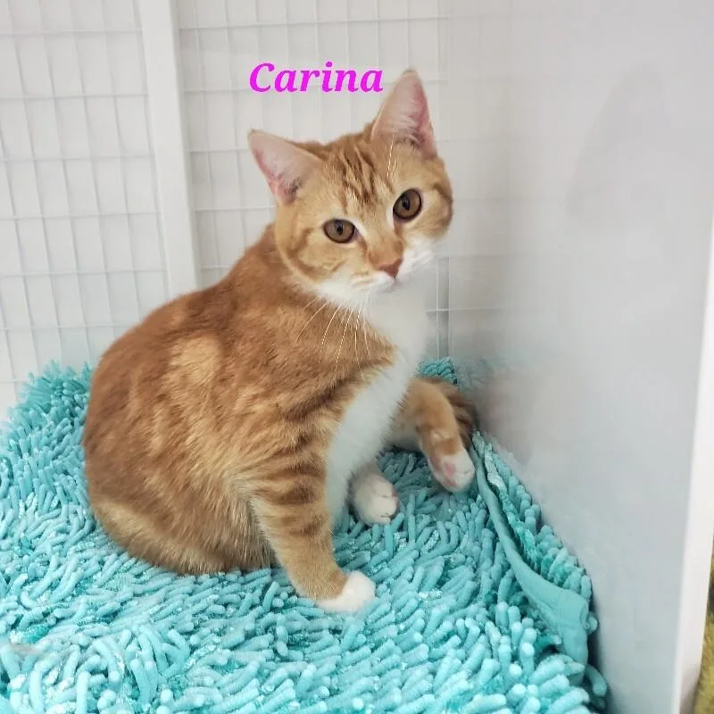 Carina