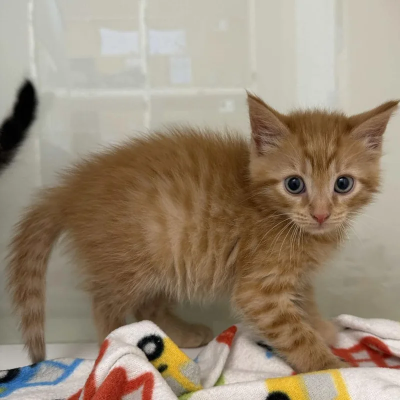 A baby small-sized male Orange / Red Domestic Medium Hair cat named Toulouse for adoption in Beaumont, TX