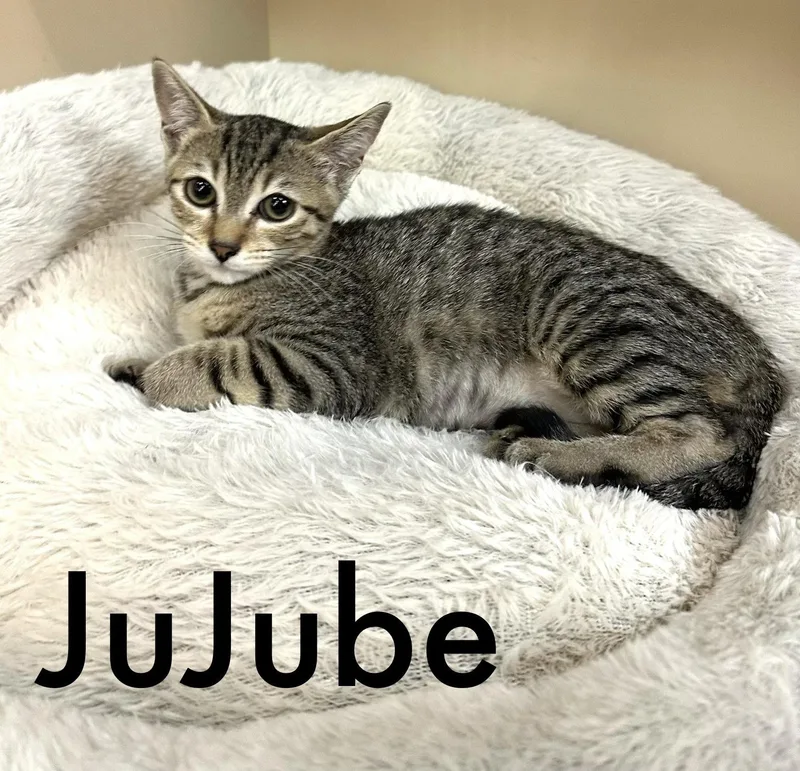 A baby medium-sized female Brown / Chocolate Domestic Short Hair cat named Jujube for adoption in Oviedo, FL