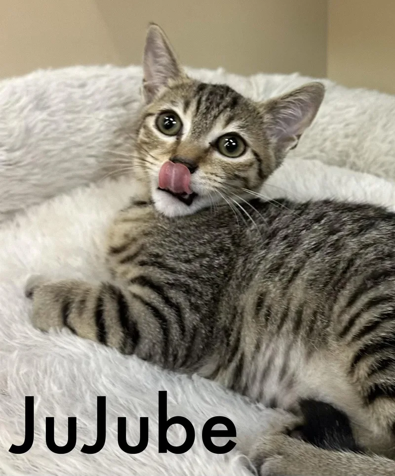 Jujube thumbnail 2