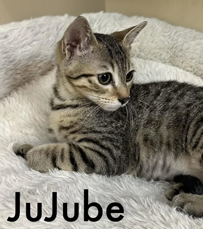 Jujube thumbnail 3