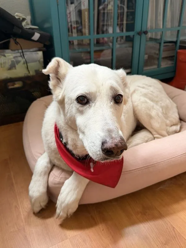 An adult large-sized female German Shepherd Dog dog named Blanca for adoption in Escondido, CA