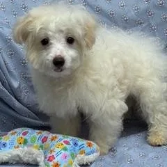 A baby small-sized male White / Cream Maltese dog named Lovey Lovey for adoption in Fort Myers, FL