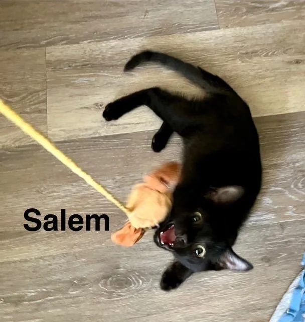Salem thumbnail 2