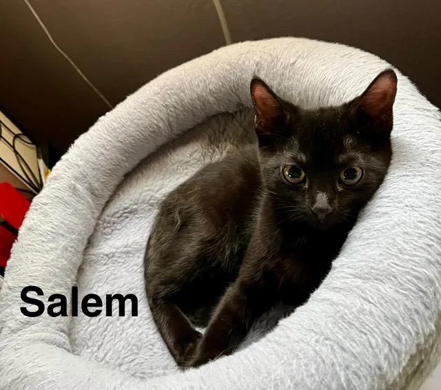 Salem thumbnail 3