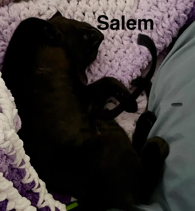 Salem thumbnail 4