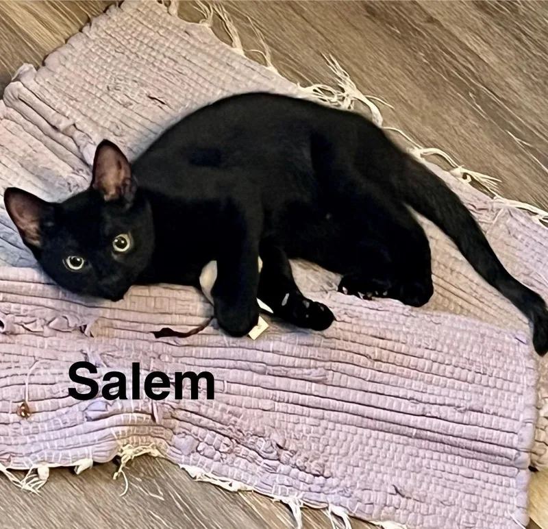 Salem thumbnail 6