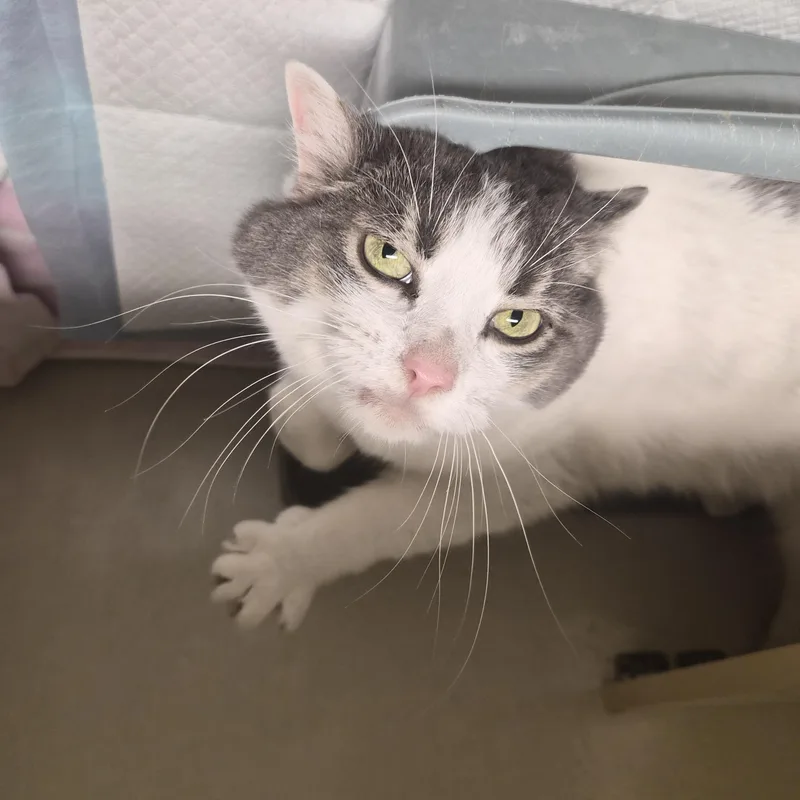 A young large-sized female White Domestic Short Hair cat named Charlotte for adoption in Cornelius, NC