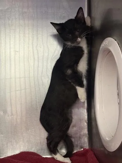 A baby small-sized female Black Domestic Short Hair cat named 61468473 for adoption in El Paso, TX