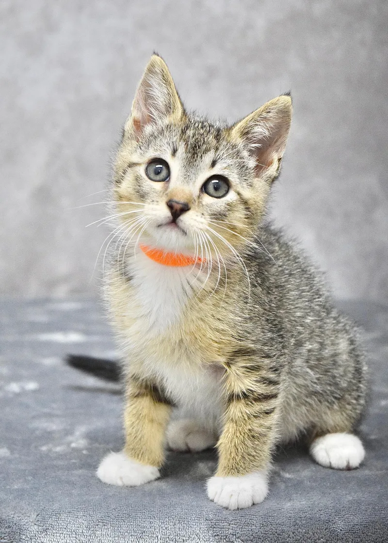 A baby medium-sized female Tabby (Brown / Chocolate) Domestic Short Hair cat named Freckles for adoption in Dublin, CA
