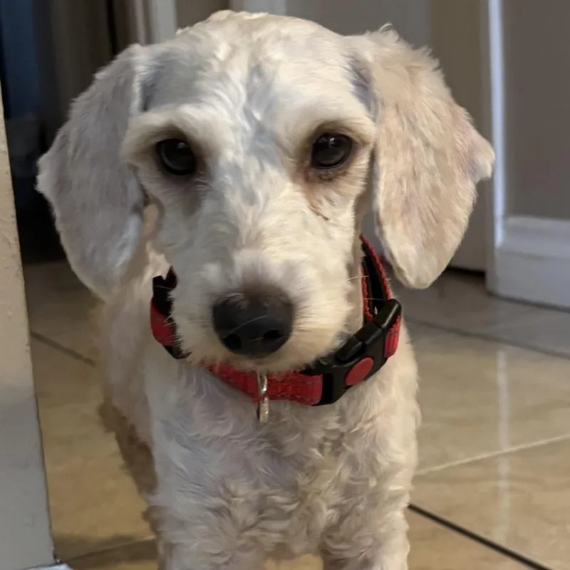 A young small-sized male White / Cream Terrier dog named Paddington for adoption in Santa Barbara, CA