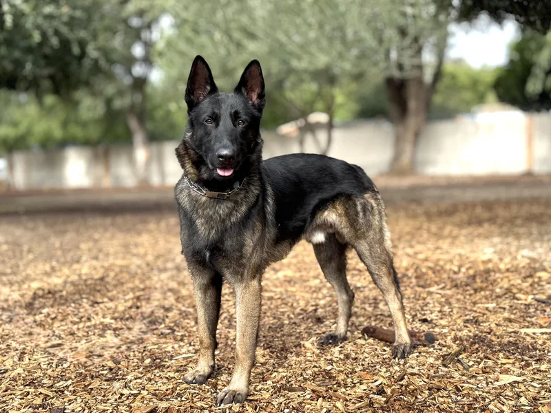 An adult large-sized male Black German Shepherd Dog dog named Aston for adoption in San Diego, CA