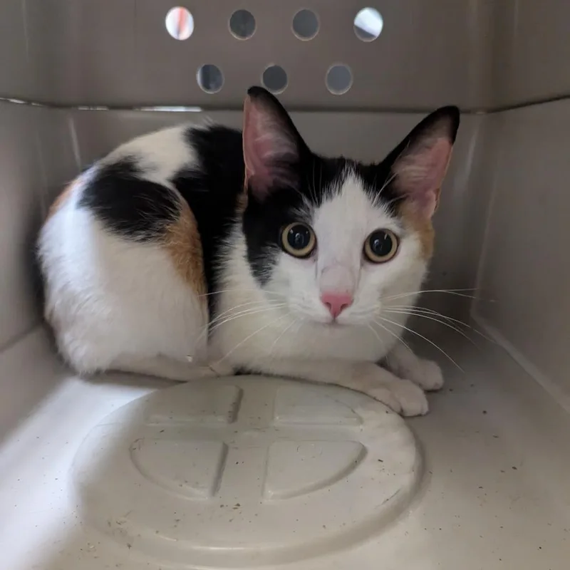 A young medium-sized female Calico Domestic Short Hair cat named Addison for adoption in Charlottesville, VA