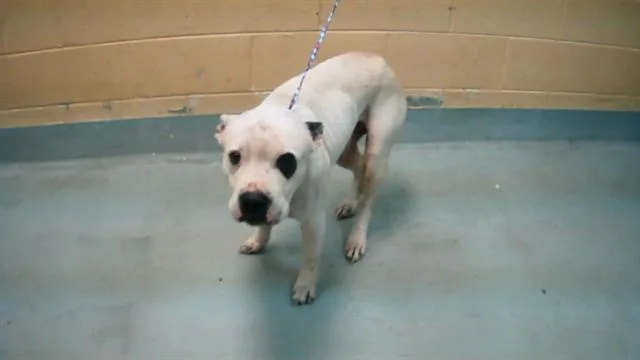 An adult medium-sized male Pit Bull Terrier dog named Solo for adoption in Tulsa, OK