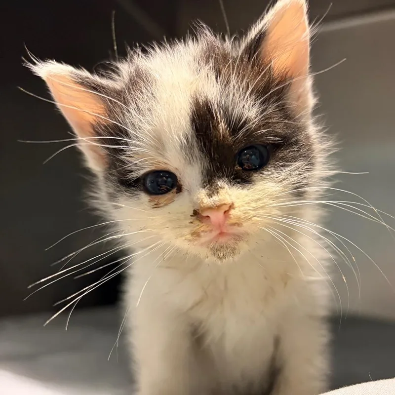 A baby small-sized female White Domestic Medium Hair cat named Skunk for adoption in Chattanooga, TN