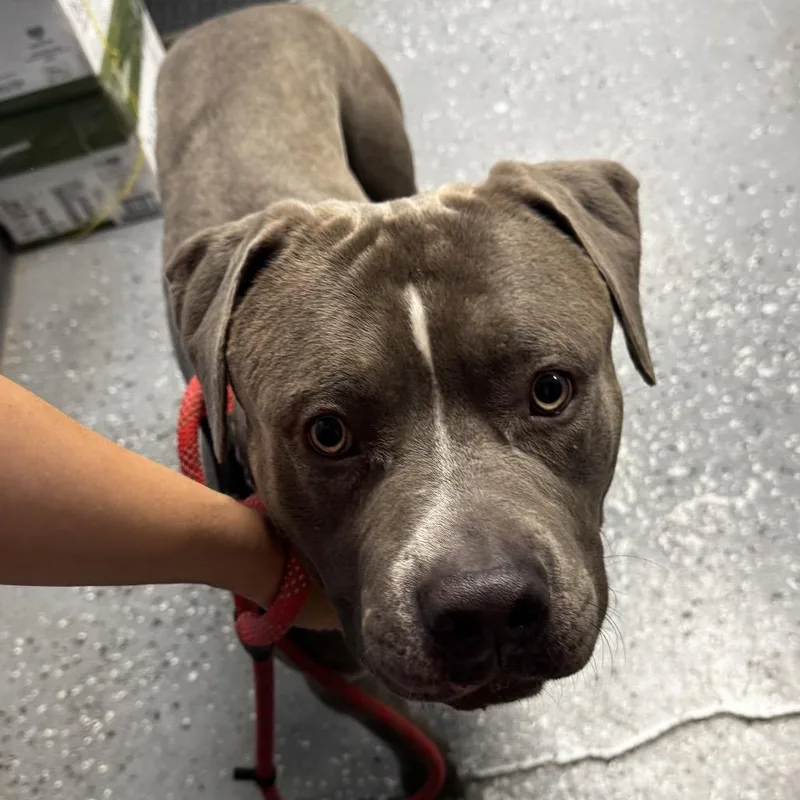 A young large-sized male Gray / Blue / Silver Pit Bull Terrier dog named Carlos for adoption in St Joseph, MO