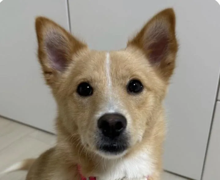 An adult small-sized female Jindo dog named May for adoption in San Ramon, CA