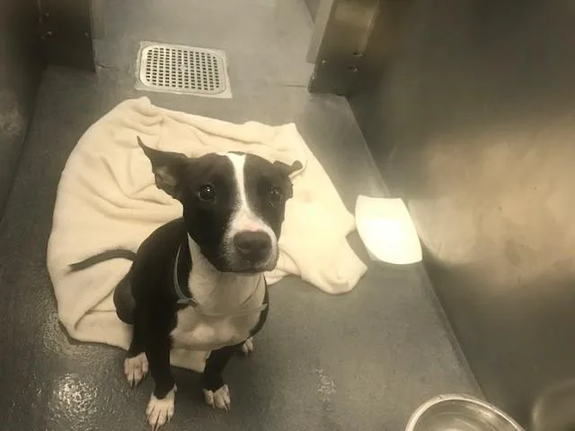 An adult medium-sized female Pit Bull Terrier dog named Precious for adoption in Dallas, TX