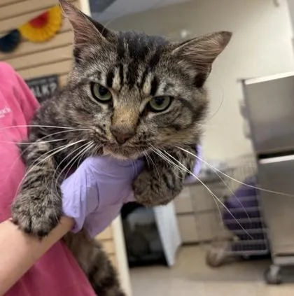 An adult medium-sized male Domestic Long Hair cat named Reid for adoption in West Chester, PA