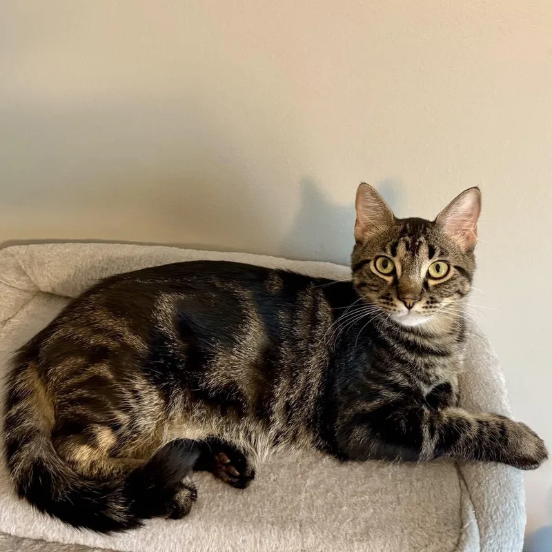 Dilly & Julius thumbnail 3