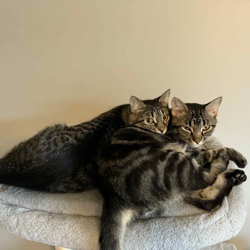 Dilly & Julius thumbnail 4