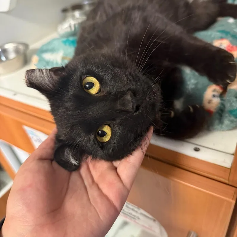 An adult medium-sized male Black Domestic Short Hair cat named Louie for adoption in Troy, IL