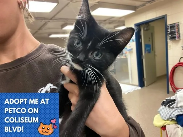 A baby small-sized male Domestic Short Hair cat named Rock for adoption in Fort Wayne, IN