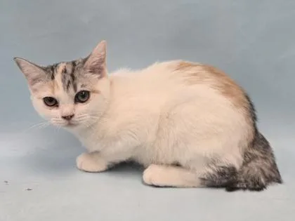 A baby small-sized female Scottish Fold cat named Blueberry for adoption in Coon Rapids, MN