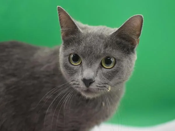 An adult medium-sized female Domestic Short Hair cat named Gracie for adoption in Portland, OR