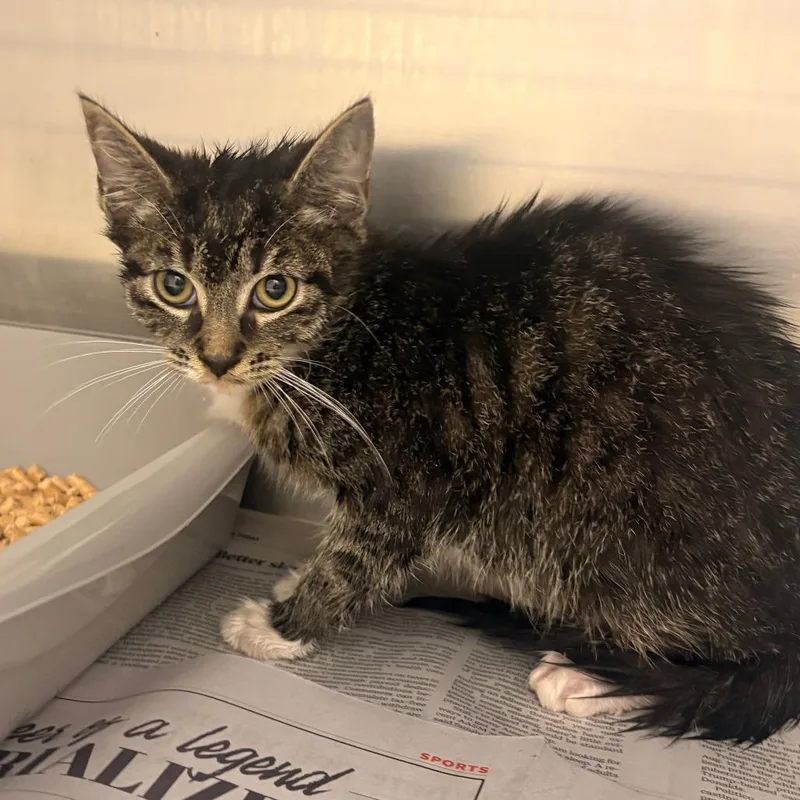A baby small-sized male Gray / Blue / Silver Domestic Short Hair cat named Rocket for adoption in Winston-Salem, NC