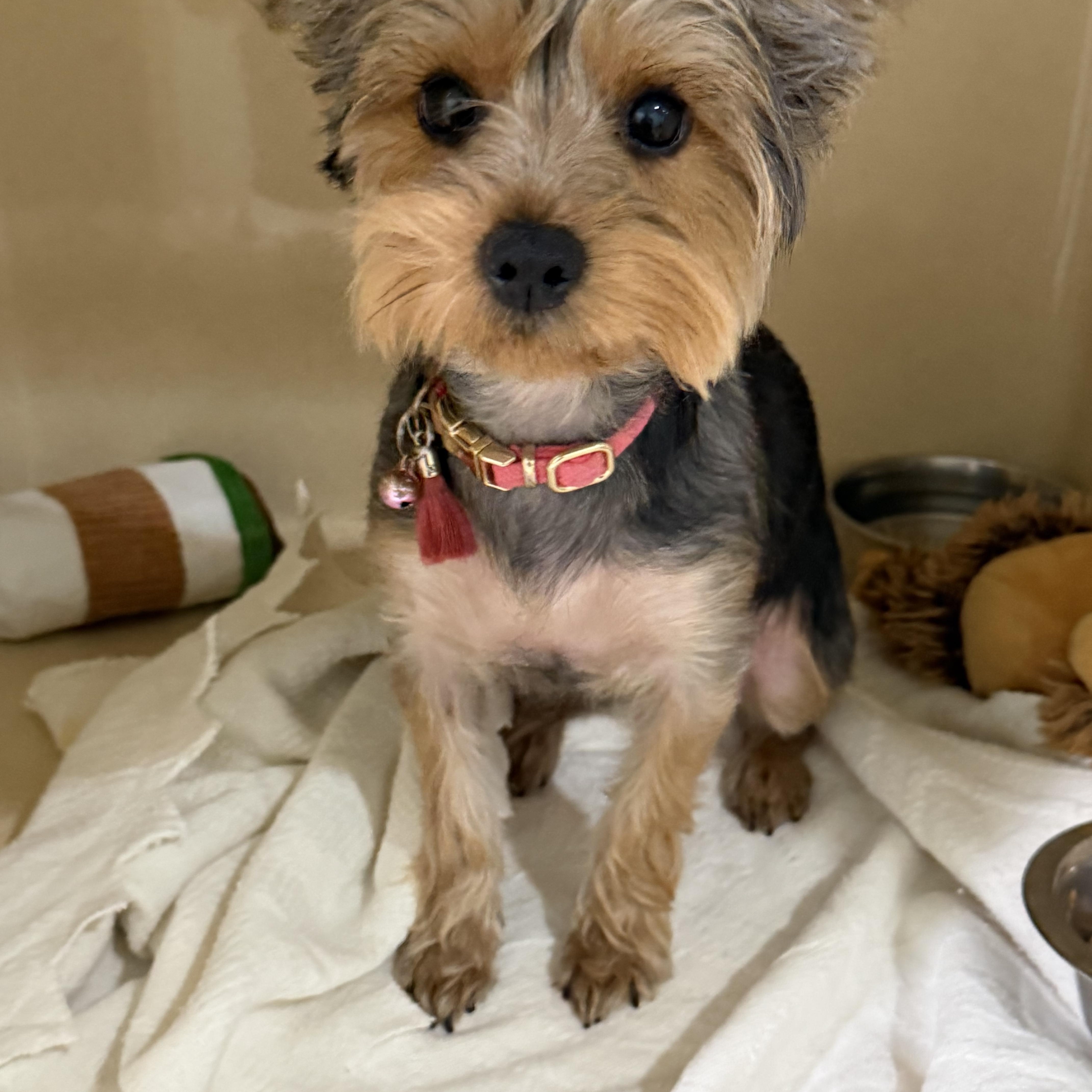 A baby small-sized female Yorkshire Terrier dog named Coco Chanel for adoption in Sebring, FL