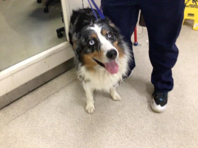 An adult medium-sized male Australian Shepherd dog named Boyz for adoption in Riverside, CA