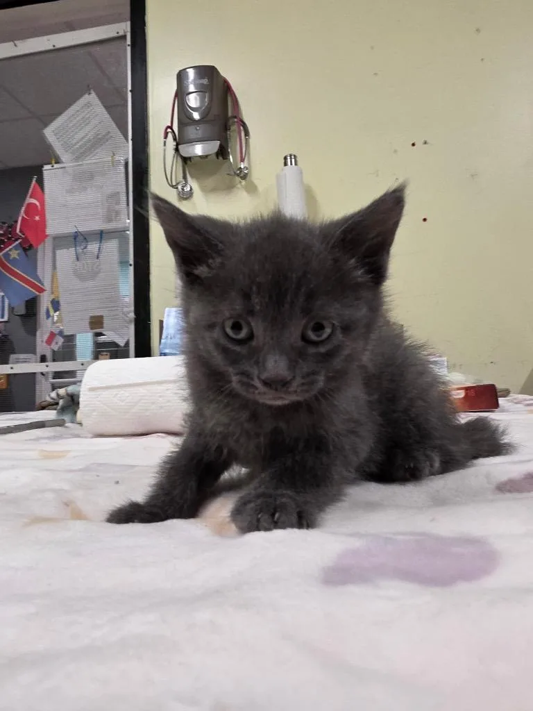 A baby small-sized female Domestic Short Hair cat named Pia for adoption in Meriden, CT