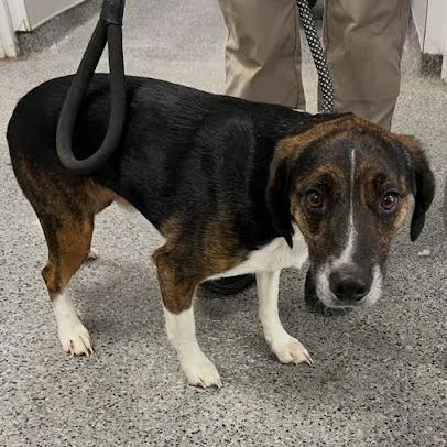 An adult medium-sized male Black Mixed Breed dog named Buddy for adoption in Jeffersonville, IN