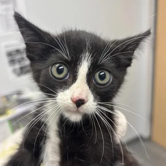 A baby small-sized male Black Domestic Short Hair cat named Smudge for adoption in Jacksonville, FL