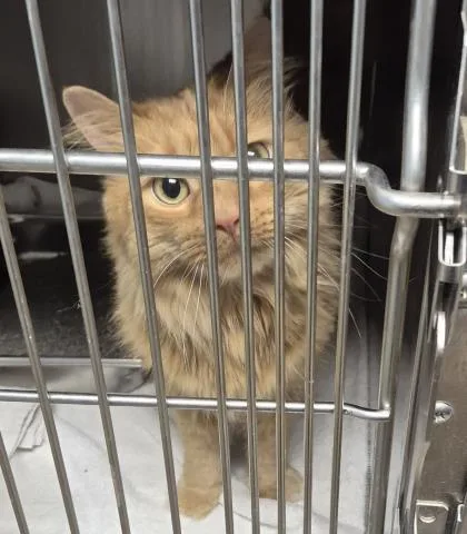 An adult large-sized male Domestic Long Hair cat named James for adoption in Decatur, IL