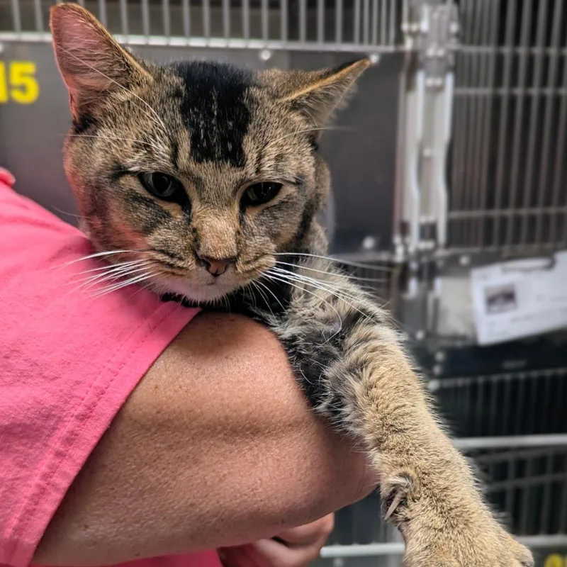 A young medium-sized male Brown / Chocolate Domestic Short Hair cat named Bruce for adoption in Normal, IL